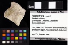 Foto (Objket + Etiketten) von Bullariscus patruliusi (Robins et al., 2013) 